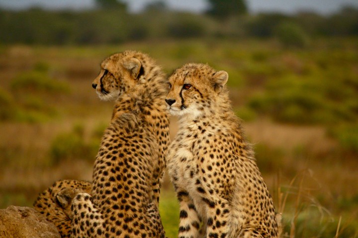 Cheetahs